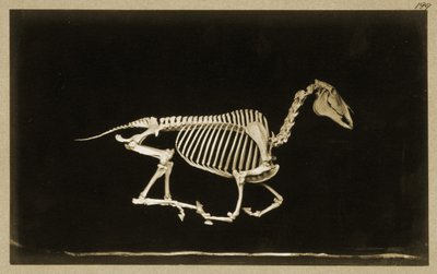 Skeleton of a Running Horse by Eadweard Muybridge